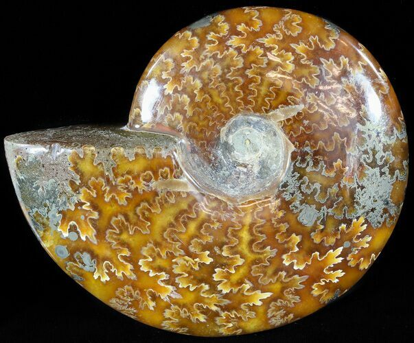 Wide Polished Cleoniceras Ammonite - Madagascar #49437